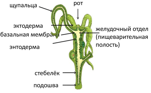 Кракен официальный сайт онион